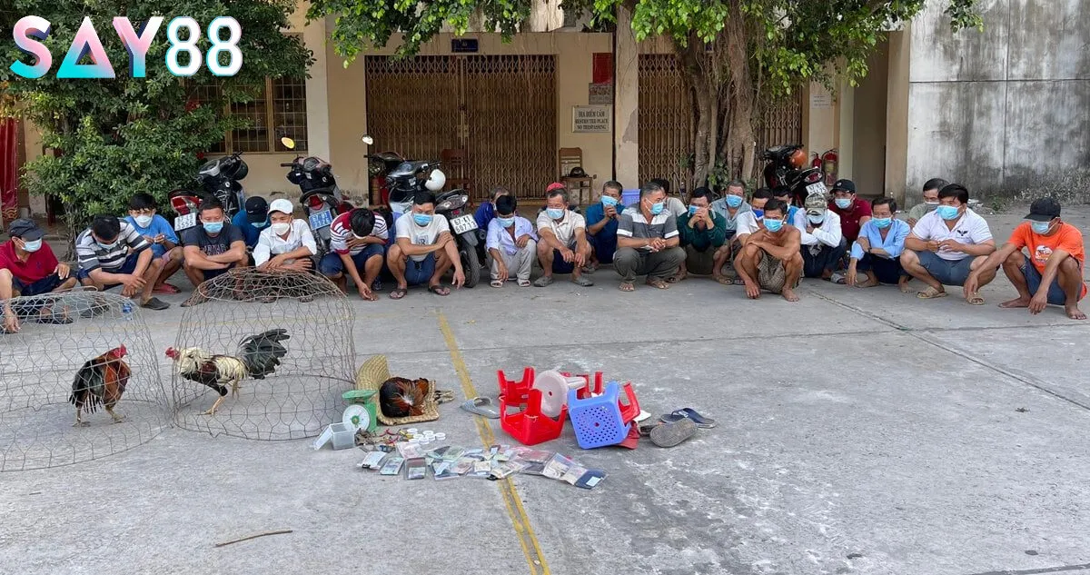 Giới thiệu về đá gà