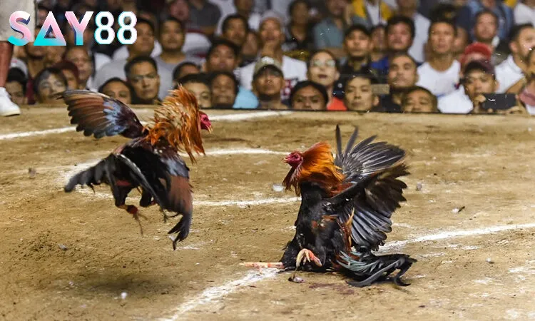 Cách chơi cơ bản